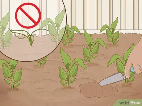 Image titled Plant Uala Step 9