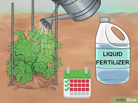 Image titled Grow Delphinium Step 28