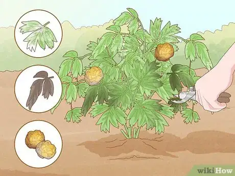 Image titled Grow and Care for Peonies Step 18