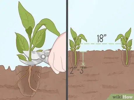 Image titled Plant Uala Step 6