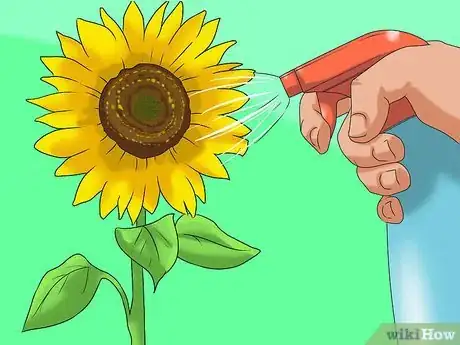 Image titled Grow Sunflowers Step 14
