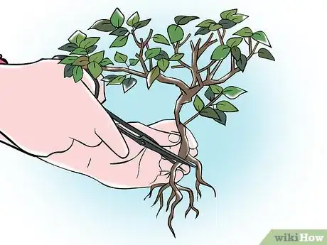Image titled Trim a Bonsai Step 4