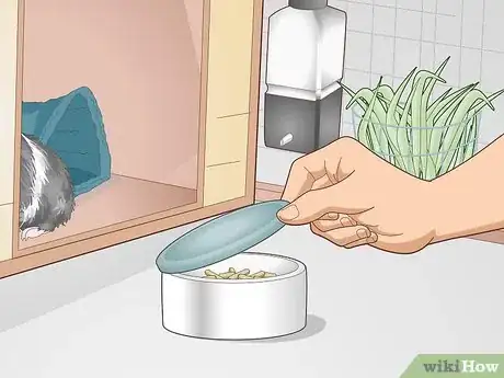 Image titled Care for an Outdoor Guinea Pig Step 12