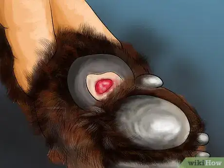 Image titled Watch a Dog for Stiff or Limp Movements Step 8