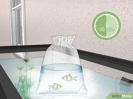 Image titled Acclimate Your Fish to a New Aquarium Step 12