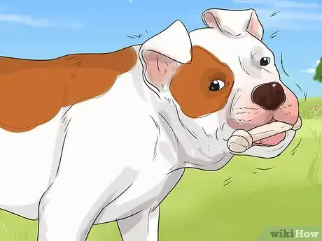 Image titled Treat Canine Periodontal Disease Step 12