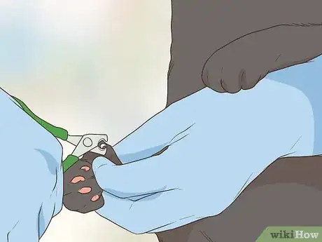 Image titled Care for an American Curl Cat Step 9