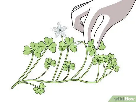 Image titled Harvest Wood Sorrel Step 4