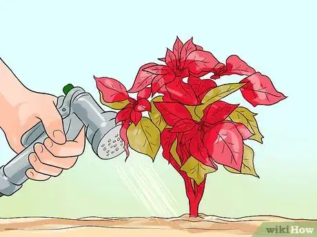 Image titled Grow Poinsettia Step 6