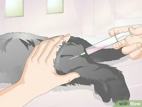 Image titled Diagnose Urinary Tract Disease in Cats Step 8