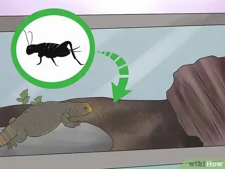 Image titled Care for Uromastyx Lizards Step 8