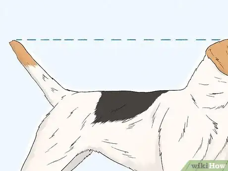 Image titled Identify a Parson Russell Terrier Step 4