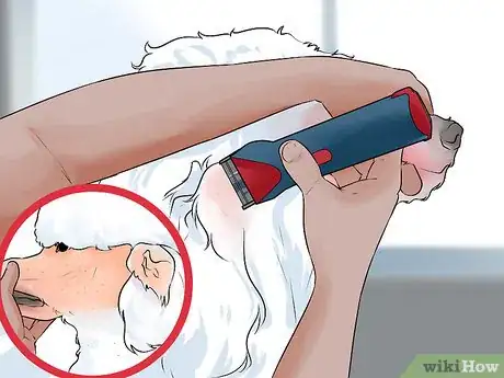 Image titled Do a Banded Dutch on a Poodle Step 1