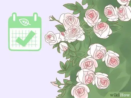 Image titled Plant a Climbing Rose Step 1