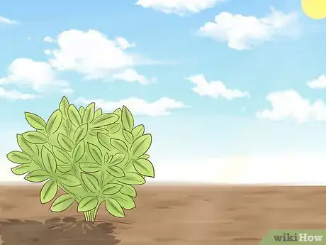 Image titled Grow Herbs Outdoors Step 5