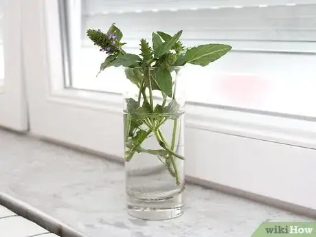Image titled Grow Catmint from Cuttings Step 4