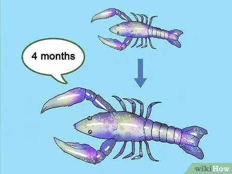 Image titled Set Up a Freshwater Crayfish Farm Step 16