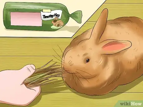 Image titled Care for Satin Angora Rabbits Step 5