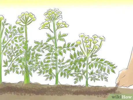 Image titled Grow Angelica Step 5