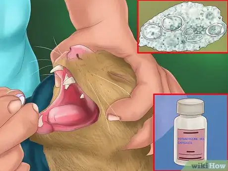 Image titled Treat Heartworm Disease in Cats Step 6