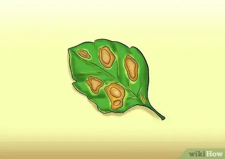 Image titled Cut from a Pansy Plant Step 6Bullet1