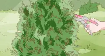 Cover Arborvitae for Winter