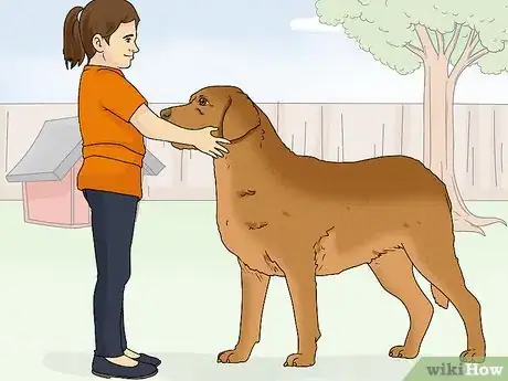 Image titled Identify a Chesapeake Bay Retriever Step 13