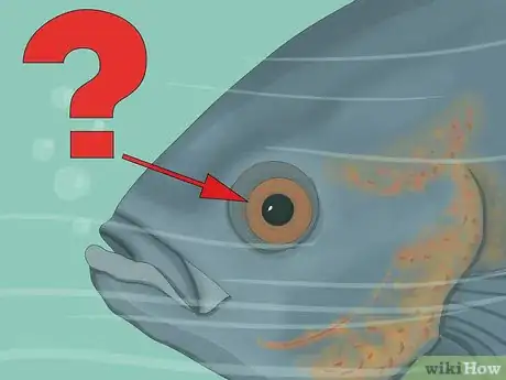 Image titled Use Color When Fly Fishing Step 1