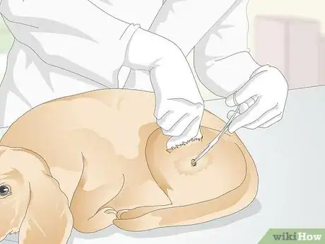 Image titled Treat Canine Tick Problems Step 5