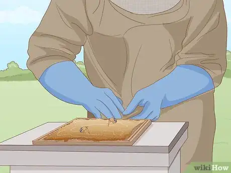 Image titled Pollinate Fruit Trees Step 8