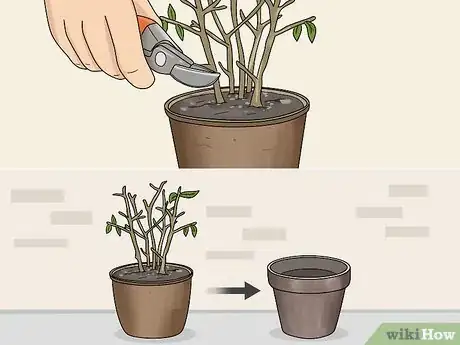 Image titled Overwinter Fuchsias Step 8