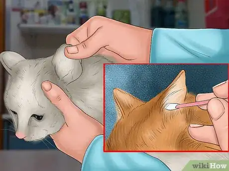 Image titled Care for a Pixiebob Cat Step 6