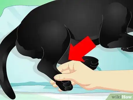 Image titled Give Your Dog a Massage Step 6