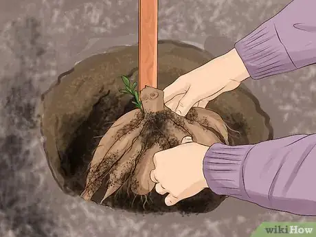 Image titled Grow Dahlias Step 10