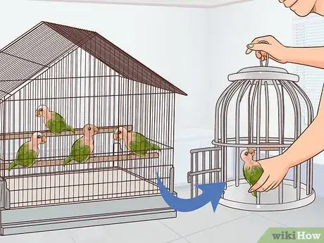 Image titled Treat Polyomavirus in Caique Parrots Step 10