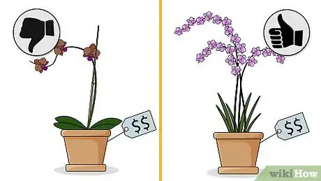 Image titled Choose an Orchid Plant Step 17