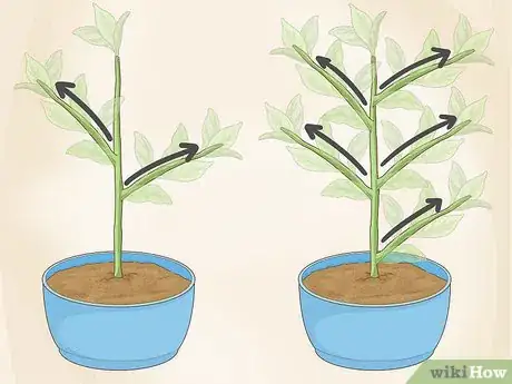 Image titled Identify a Houseplant Step 1