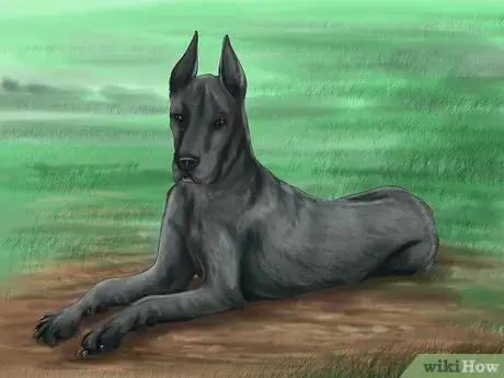 Image titled Treat Bloat in Great Danes Step 2