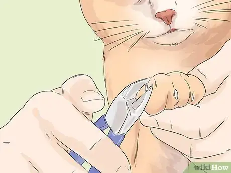 Image titled Care for a Balinese Step 12