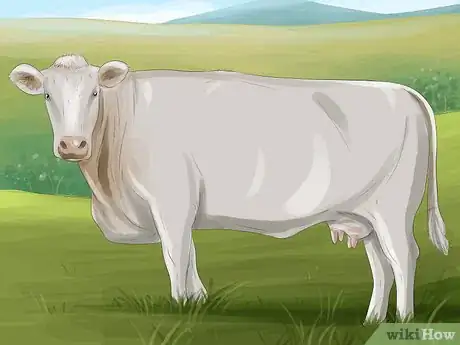 Image titled Identify Shorthorn Cattle Step 6