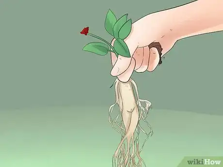 Image titled Grow Ginseng Step 24