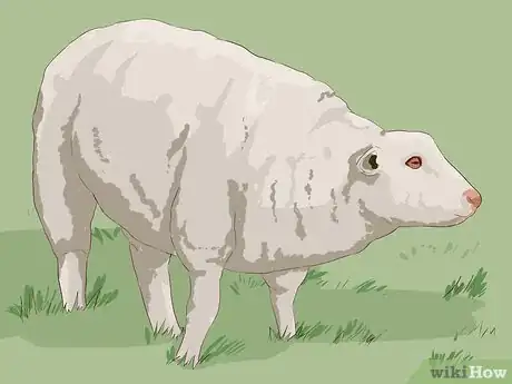Image titled Drench Sheep Step 13