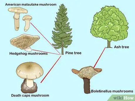 Image titled Identify Mushrooms Step 11