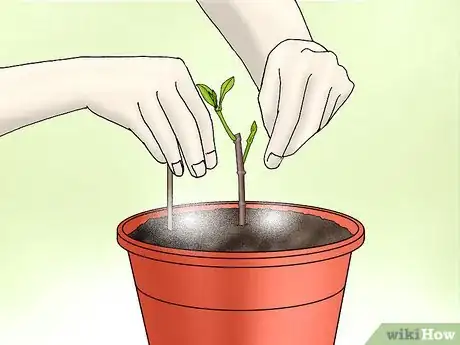 Image titled Plant Confederate Jasmine Step 28