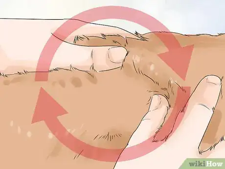 Image titled Prevent a Dog and Cat Tapeworm Infection (Dipylidium Infection) Step 1