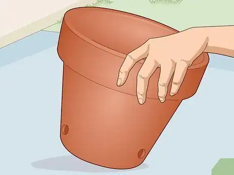 Image titled Care for a Crown of Thorns Step 1