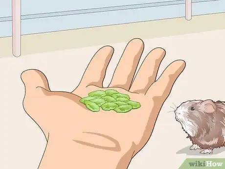 Image titled Teach Your Guinea Pig to Come when Called Step 9