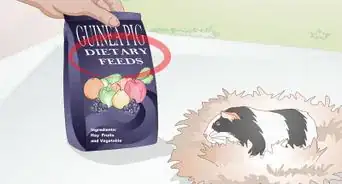 Feed a Guinea Pig a Well Balanced Meal