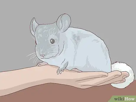 Image titled Give a Chinchilla a Dust Bath Step 8