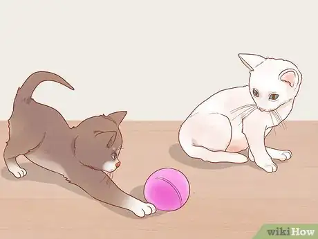 Image titled Adopt a Pair of Kittens Step 20